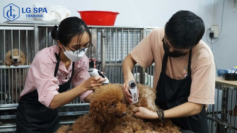 16 tuổi học nghề chăm sóc thú cưng