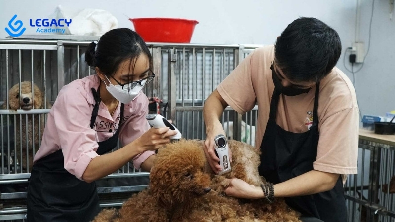 16 tuổi học nghề chăm sóc thú cưng