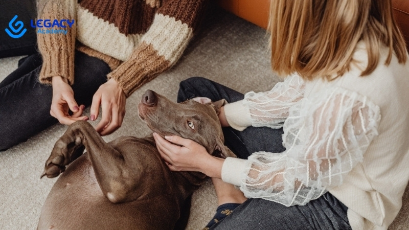 nghề chăm sóc thú cưng ở tuổi 33