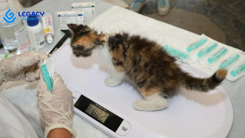 dịch vụ chăm sóc thú cưng lương 10 triệu