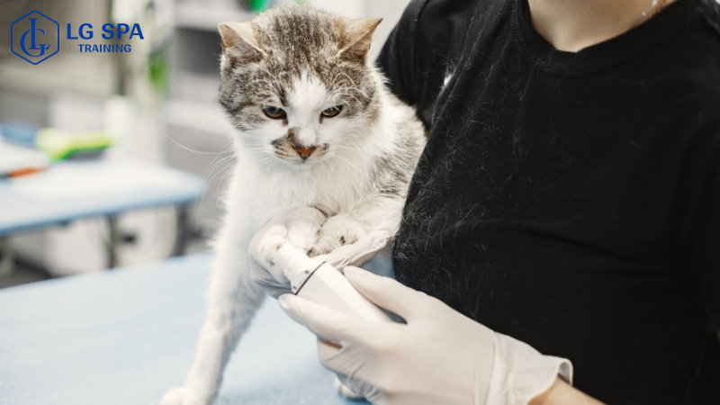 học nghề chăm sóc thú ý