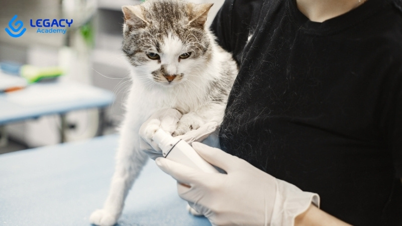 Học nghề chăm sóc thú cưng thu nhập cao