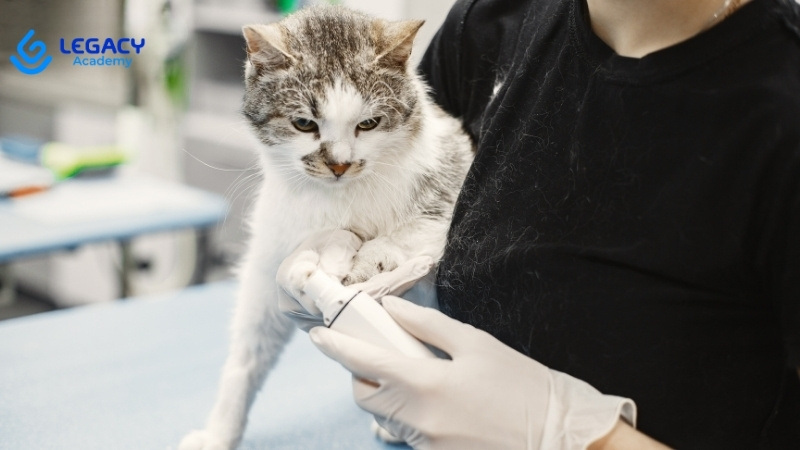 học nghề chăm sóc thú ý