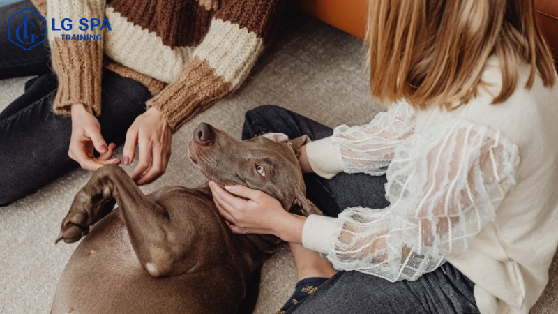 nghề chăm sóc thú cưng ở tuổi 33