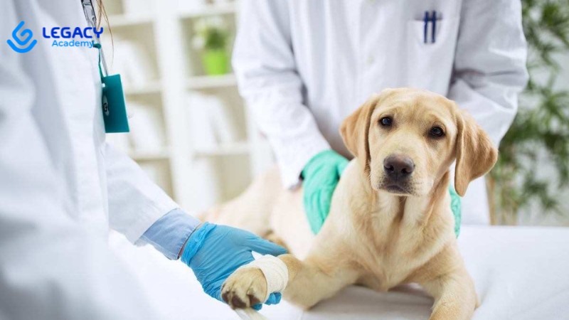 phụ nữ 30 tuổi nên học chăm sóc thú cưng