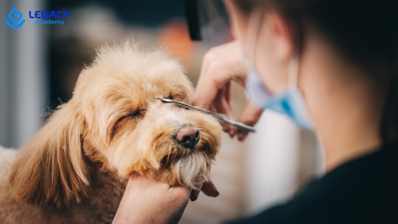 học nghề chăm sóc thú cưng ngắn hạn cho nữ