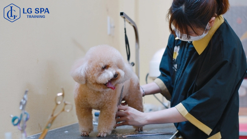 học nghề chăm sóc thú cưng ngắn hạn cho nữ