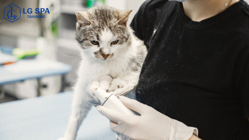 Chăm sóc thú cưng - Vừa học nghề vừa làm thỏa đam mê