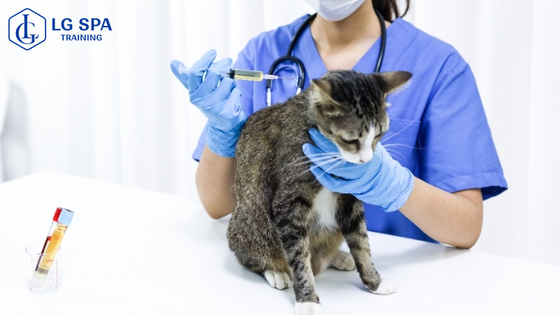 học nghề tay trái chăm sóc thú cưng