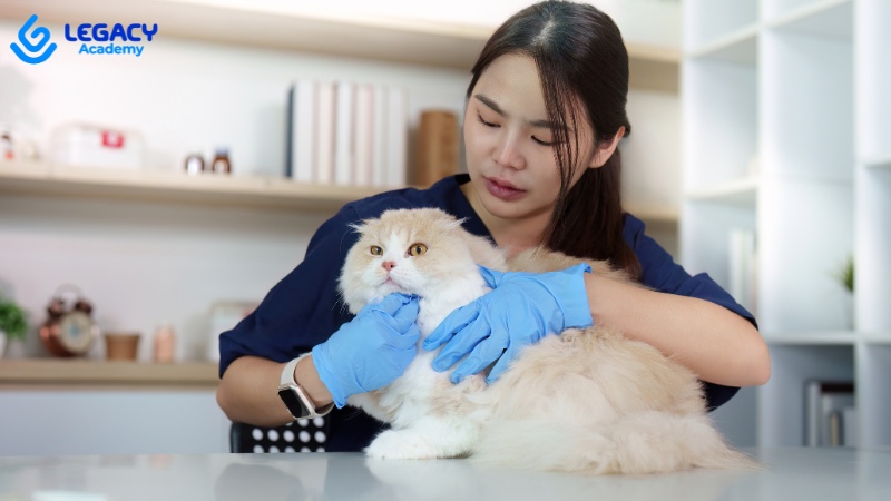 học nghề tay trái chăm sóc thú cưng