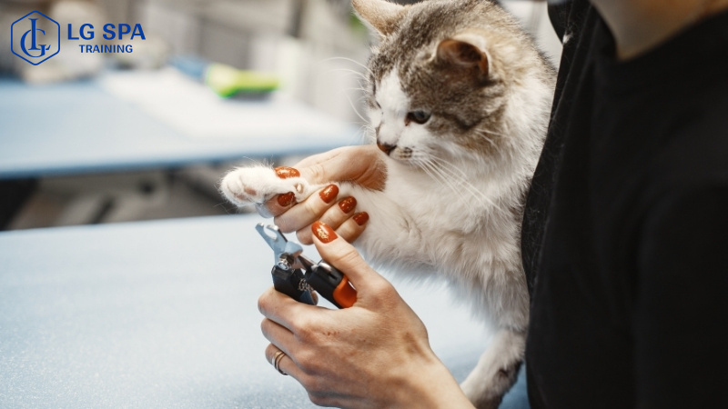 nghề chăm sóc thú cưng kiếm tiền triệu mỗi ngày