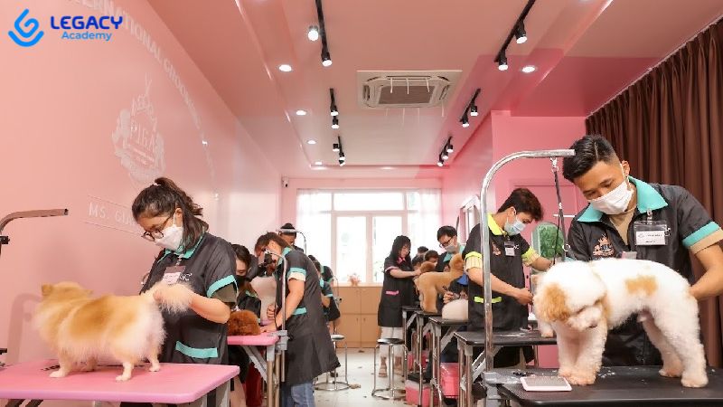 40 tuổi học nghề chăm sóc thú cưng